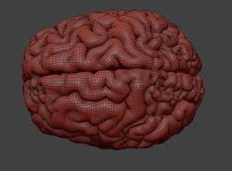 Human Brain 3d Scan Model In 2020 Human Brain Mri Scan Human