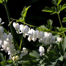 Image result for Dicentra spectabilis alba