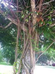 Tree In Wisconsin With A Wisteria Vine Growing Around It The Owner Wrapped The Vine Around The Tree And The Vine Split And Expanded As T Wisteria Vines Plants