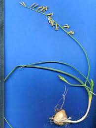 Image result for Dipcadi brevifolium