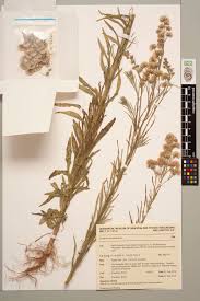 Image result for Erigeron bonariensis