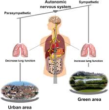 The ans is part of the peripheral nervous system and it also controls some of the muscles within the body. School Environment Associates With Lung Function And Autonomic Nervous System Activity In Children A Cross Sectional Study Scientific Reports