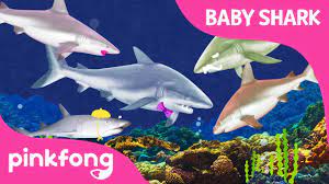 I M A Real Baby Shark Animal Songs Pinkfong Songs For Children Youtube