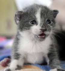 Cat classifieds in massachusetts, ma. Four Kittens Abandoned In Woods News Eagletribune Com