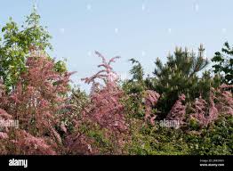 Image result for Strombosiopsis tetrandra