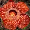An italian botanist named odoardo beccari collected seeds from the corpse flower while. Https Encrypted Tbn0 Gstatic Com Images Q Tbn And9gctn5ncj0db Alph2vuzkhz7liaivs91okocnhi V2x V5h0kheo Usqp Cau