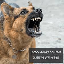 Dogs who show aggression over territory, resources, and even some mild forms of dog to human aggression such as growling and snapping, can be successfully worked on providing you have a reputable trainer to guide you., but, if you have a dog that has a history of biting people with the intent to cause harm,.well it has been my experience. Warning Signs And Causes Of Dangerous And Aggressive Dogs Pethelpful