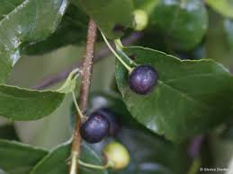 Image result for Rhamnus prinoides