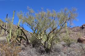 Image result for Parkinsonia africana