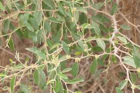 Image result for Ziziphus