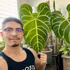 Where to buy variegated pothos online?