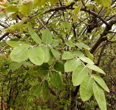 Image result for Lannea discolor