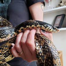 He's rather wiggly though and strong. Madagascar Giant Hognose Album On Imgur