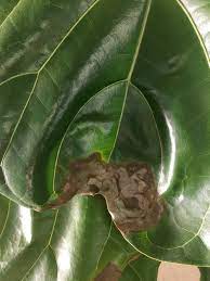 Ficus lyrata, the fiddle leaf fig tree, also belongs to the ficus great of stranglers genus. 6 Ways To Tell If Your Fiddle Leaf Fig Tree Is Healthy Plant Care Tips And More La Residence