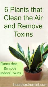8 healthy benefits of indoor plants, according to horticulture experts. Pin On Treasured Tips