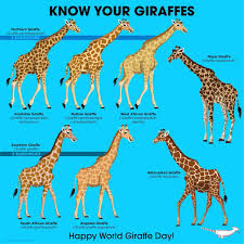 Pin By Jose Miguel Lopez On Animals Giraffe Extinct Animals Animal Facts