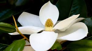 Image result for magnolia flower