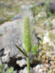Image result for Polypogon