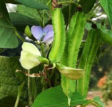 Image result for Psophocarpus grandiflorus