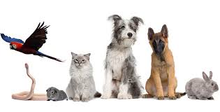 In order to keep your puppy as healthy as. Stoneridge Animal Hospital L Pet Vaccinations Edmond Ok Oklahoma City Ok