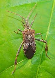 Western Conifer Seed Bug In 2021 Western Conifer Seed Bug Bugs Conifers