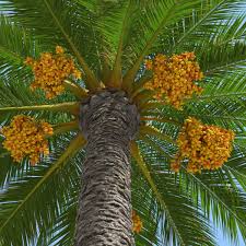Image result for Phoenix canariensis
