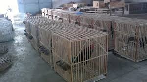 Ukuran kandang umbaran ayam bangkok dari bambu. Cara Membuat Kandang Umbaran Ayam Bangkok Dari Bambu Alainurseto