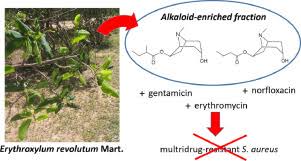 Image result for Erythroxylum zambesiacum