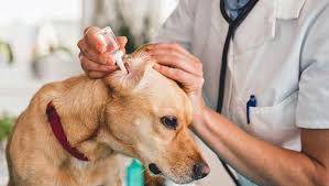 Are You Unsure Whether Your Dog Needs Ear Drops Learn About The Symptoms And What We Consider To Be The Dogs Ears Infection Ear Drops For Dogs Dog Ear Mites