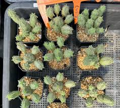 Image result for Euphorbia pseudopetiolata