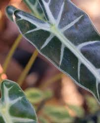 Comment Planter Et Cultiver L Alocasia Comment Planter Planter Des Fleurs Cultiver