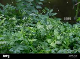 Image result for Berula thunbergii