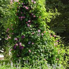 Clematis ragamuffin клематис (раджамуффин) 75.00грн. Clematis Texensis Duchess Of Albany