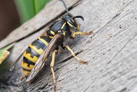 Check out our blog on why it's dangerous to hire this can be about most things in life, but especially about business owners. Are Wasps Dangerous Russell S Pest Control