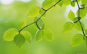 Kegiatan penyerbukan bunga pada anthurium bisa dilakukan apabila ada bantuan manusia maupun hewan. Unduh 1010 Background Hijau Tanaman Gratis Download Background