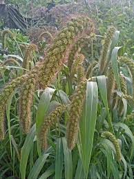 Heirloom German Foxtail Millet And Other Millets Green Nature Wallpaper Millet Plant Amazing Gardens