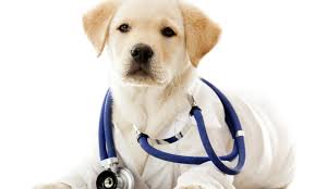 Resultado de imagen para imagenes de doctores olfateando a su paciente