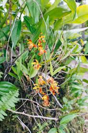 Image result for Disa saxicola