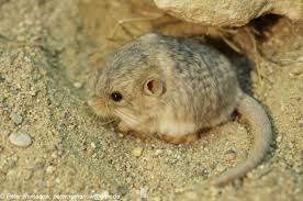 Cardiocranius Paradoxus Five Toed Pygmy Jerboa Animals Cute Animals Mammals