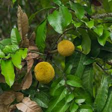 Image result for Artocarpus