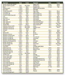 Bird Eye Reference Chart Eye Chart Brown Eagle Taxidermy
