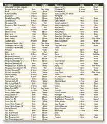 Bird Eye Reference Chart Eye Chart Brown Eagle Taxidermy