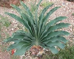 Image result for Boophone