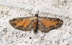 Image result for Eupithecia icterata
