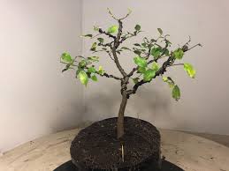 Find event and ticket information. Sunday Bonsai Hunting At Nursery Steemit