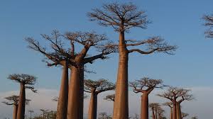 Image result for Karomia