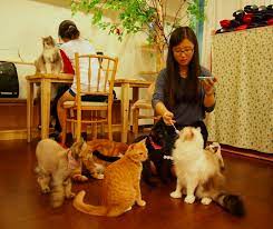 The Cat Cafe In Seoul This Amazing Cafe Is Near My Home In Seoul Korea Sit Down Grab A Coffee And Be Entertained By The Dozens Of Cute Cats Wandering Aro