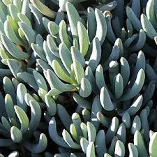 Image result for Senecio hochstetteri