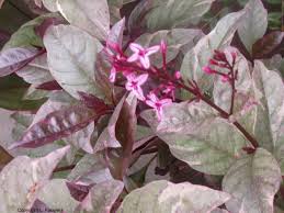 Image result for Strephonema sericeum