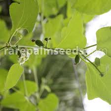 Image result for Cayaponia